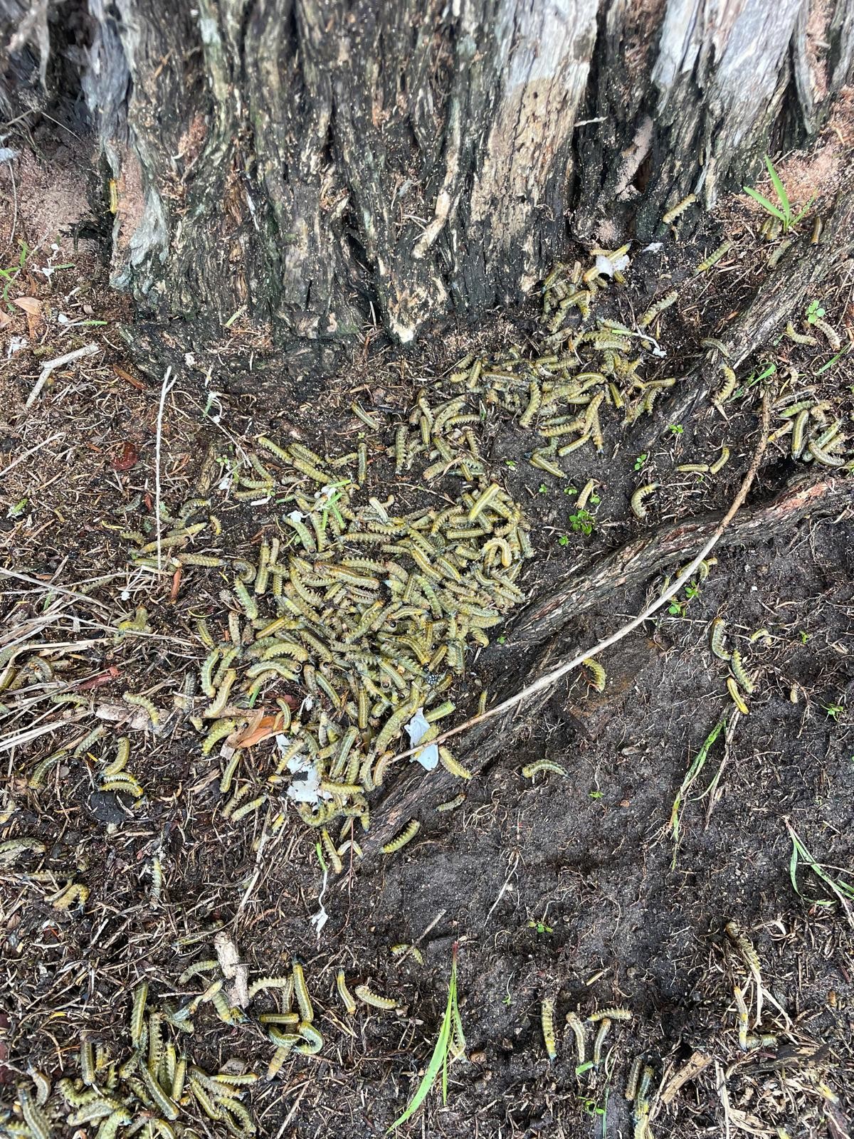 Professional caterpillar control service in Box Hill Sydney treating garden and outdoor pest infestation