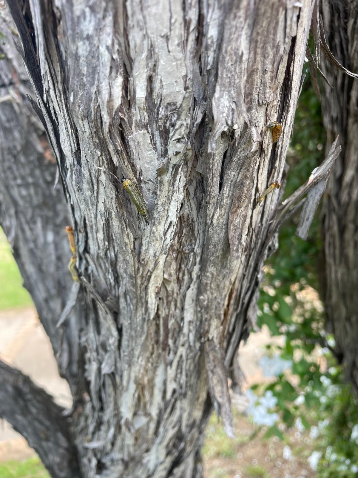 Caterpillar pest control treatment in Box Hill residential property