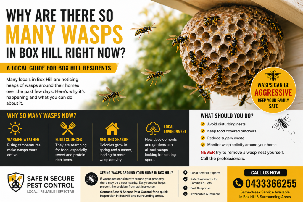 Wasp nest in Box Hill NSW showing increased wasp activity