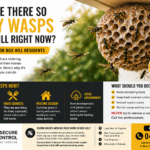 Wasp nest in Box Hill NSW showing increased wasp activity